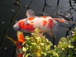 japanese koi carp japanese koi carp