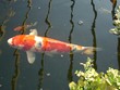 japanese koi carp japanese koi carp