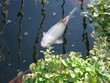 japanese koi carp japanese koi carp