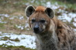 hyena