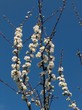 printemps