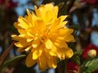 soleil de fleur