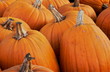 pumpkins