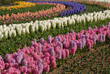 bulb flowers 5