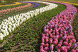 bulb flowers 1