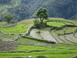 riziere en escalier nepal riziere en escalier nepal