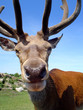 humorous stag head