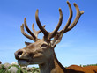 stag head