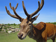 stag head