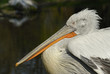 pelikanquer