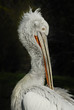 pelikanputztfedern