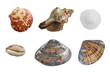 Photo: isolated group of seashells isolated group of seashells