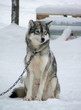 husky dog