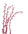 budding branches