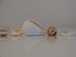 muscheln