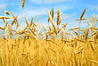 grain field grain field