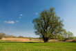 spring landscape