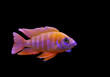 tropic fish isolated