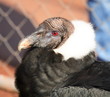 close up of an adult andean condor