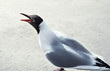 screaming seagull 2