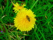 bee on flower