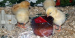 poussins