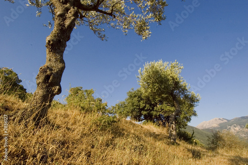 oliviers, parc naturel de madonie, sicile, italie