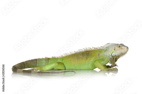 iguane vert