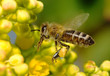 the bee in flower