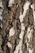 birch bark texture birch bark texture