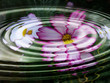 Foto: seeblumen - blumen - wasserspiegelung seeblumen - blumen - wasserspiegelung