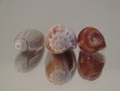 muscheln