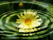 Foto: wasserflora - blumen - wasserspiegelung wasserflora - blumen - wasserspiegelung