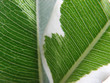 Foto: ficus benjamin 2 ficus benjamin 2