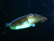 tintenfisch