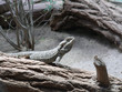 bartagame