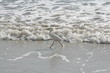 egret