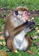 ape in yalle wildpark