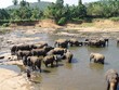 bading elephants