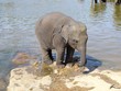 baby elephant