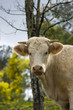 vaca_02