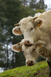 vaca