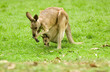 kangaroo and joey kangaroo and joey