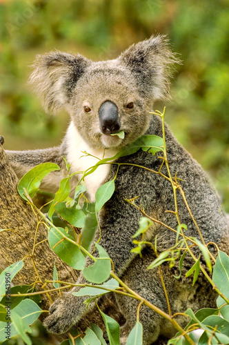 koala bear