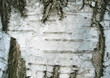 Photo: écorce de bouleau écorce de bouleau