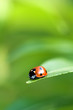 ladybug