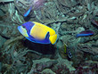 fisch