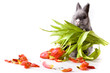 bunny holding a bouquet of tulips bunny holding a bouquet of tulips