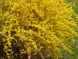 arbuste en fleurs arbuste en fleurs