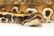 python curtus